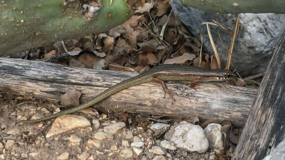 Image de Plestiodon obsoletus Baird & Girard 1852