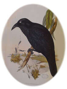 Imagem de Corvus coronoides Vigors & Horsfield 1827