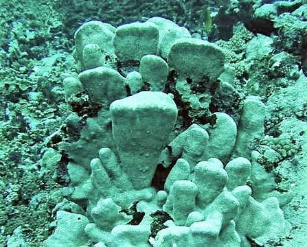 Image of Pavona coral