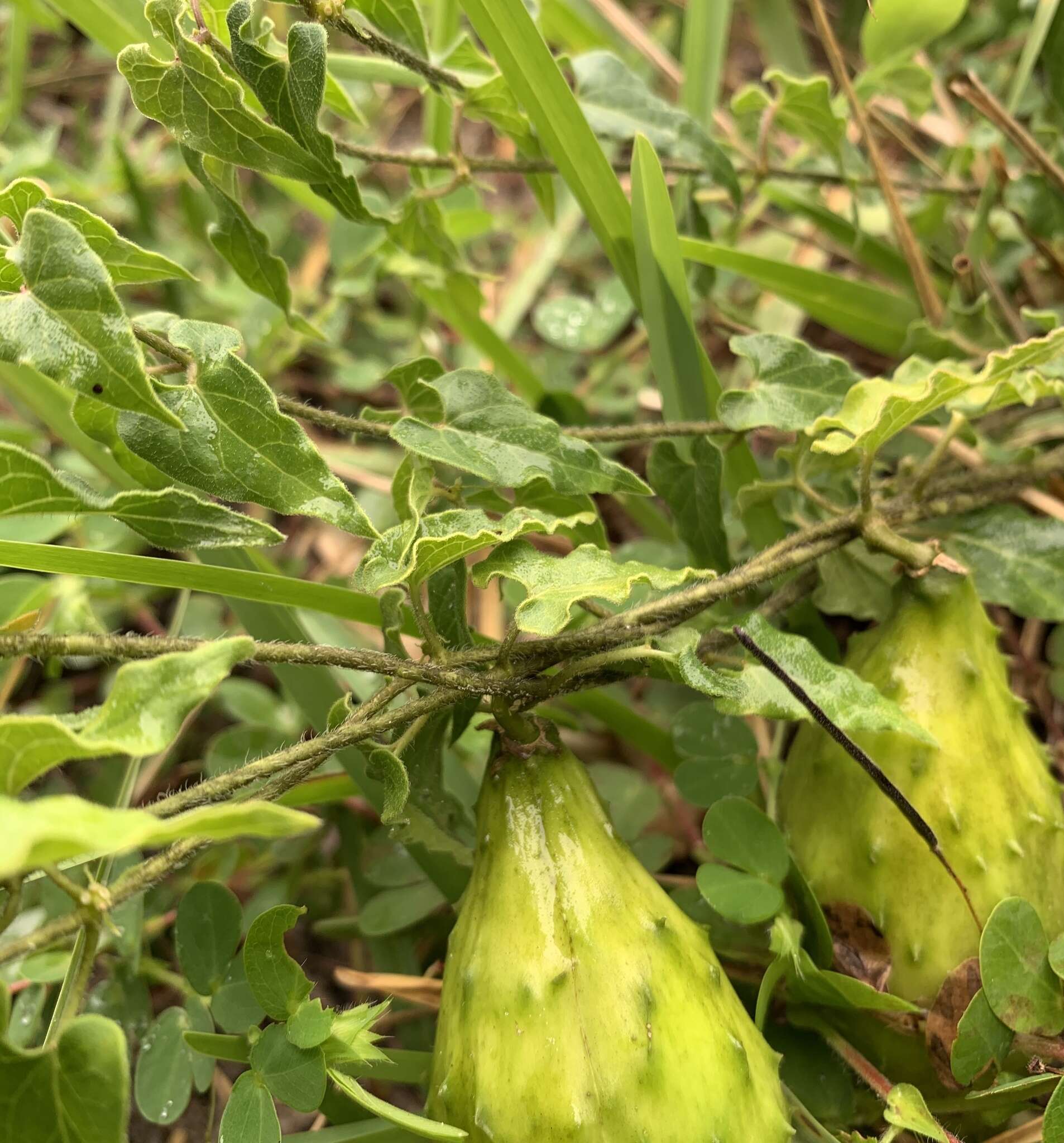 Sivun Matelea pubiflora (Decne.) R. E. Woodson kuva