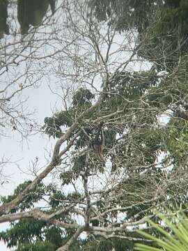 Image of Long-haired Spider Monkey