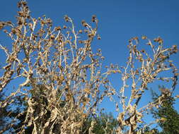 Image of Cotton Thistle