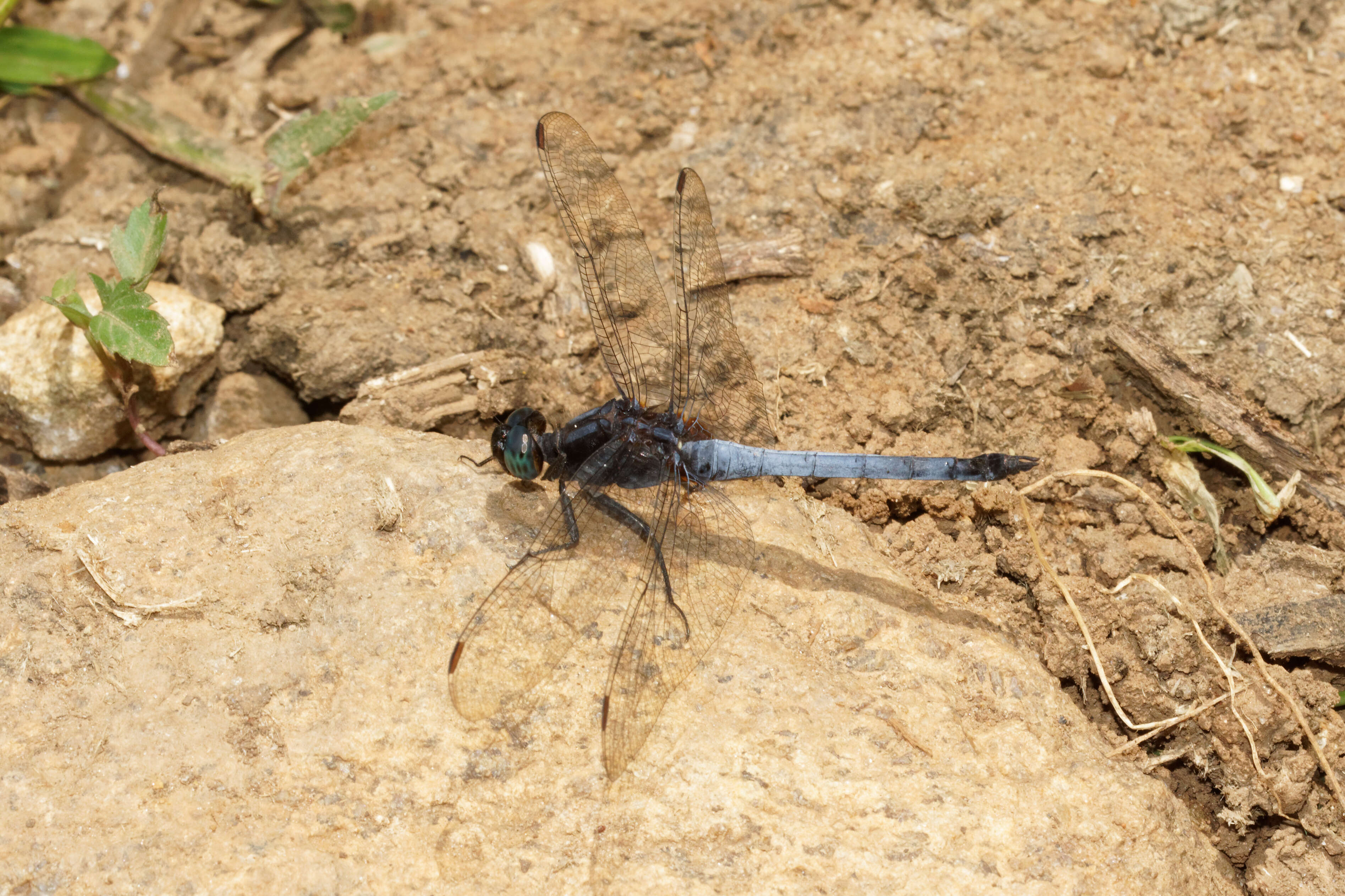 Image of blue marsh hawk