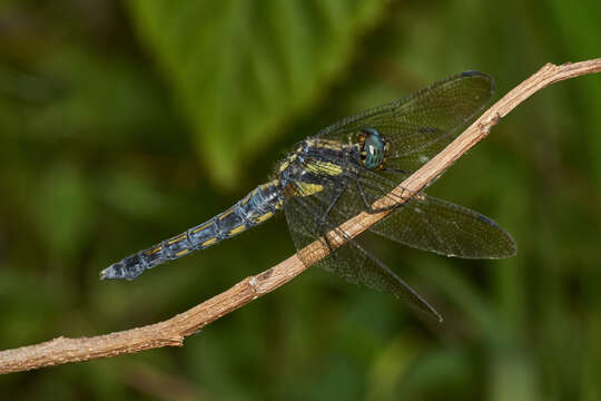 Image of blue marsh hawk