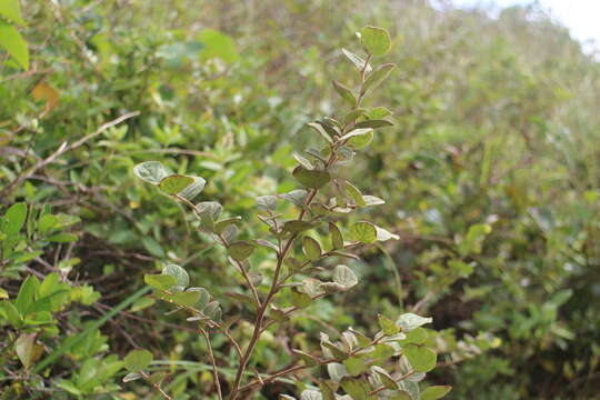 Image of Styrax faberi Perkins