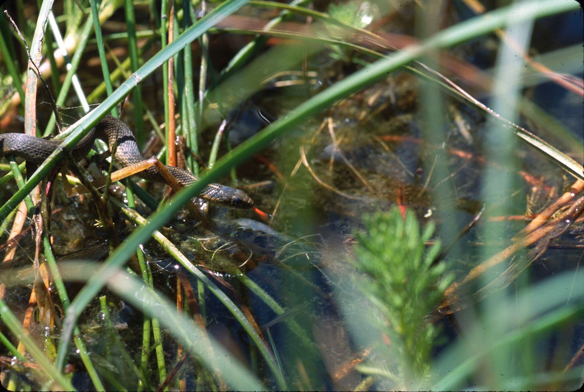 Image of Thamnophis atratus hydrophilus Fitch 1936