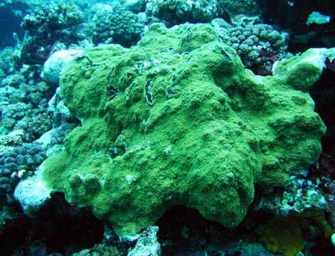 Montipora capitata (Dana 1846)的圖片