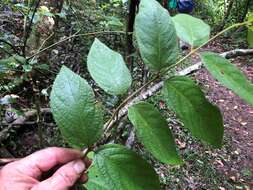 Image of Callicarpa pedunculata R. Br.