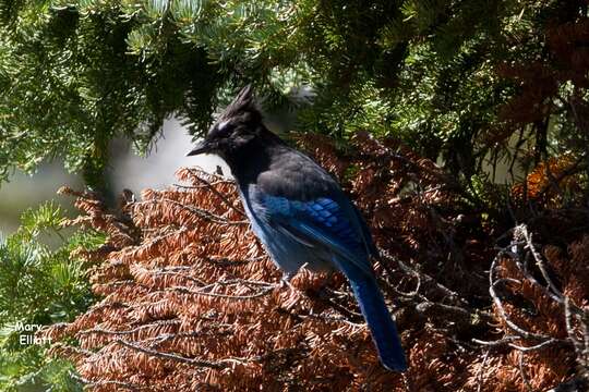 Image of Steller's Jay