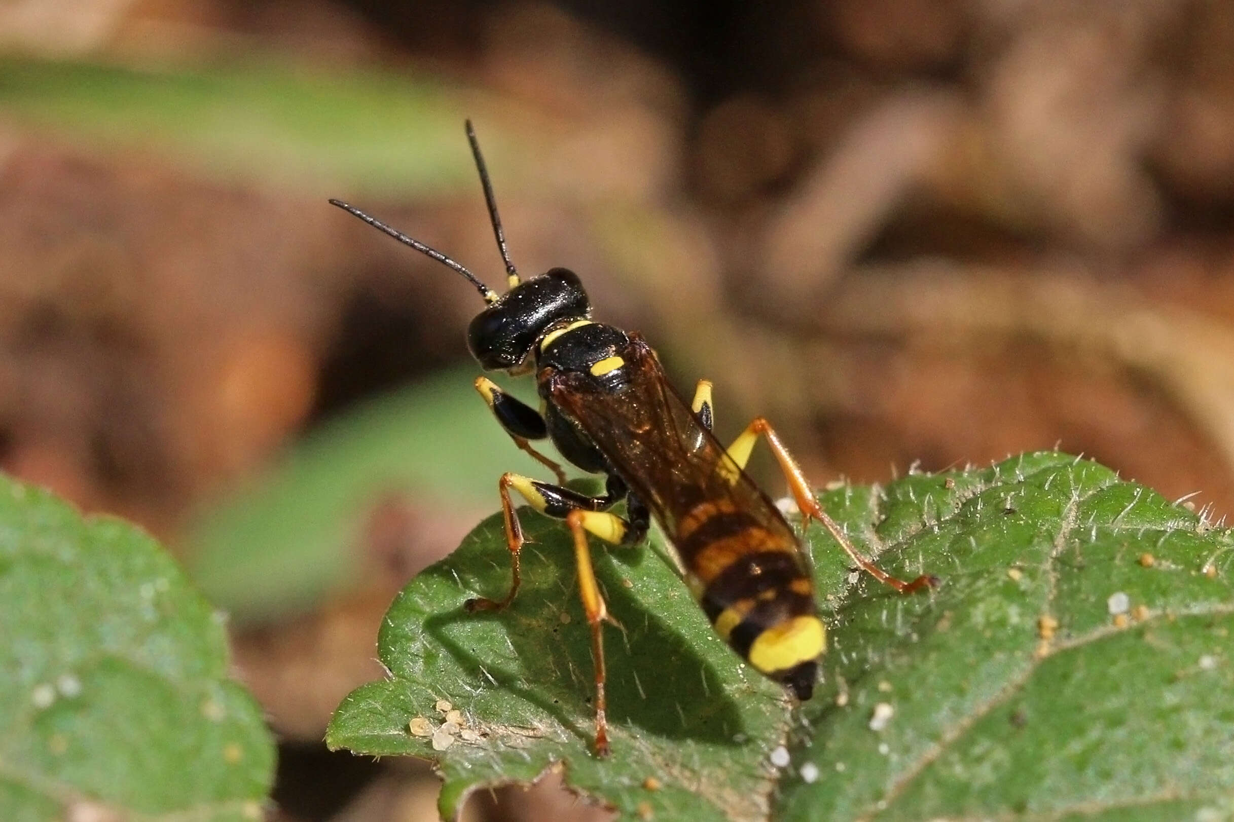 Image of Mellinus arvensis (Linnaeus 1758)