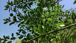 Image of Anisocapparis speciosa (Griseb.) Cornejo & Iltis