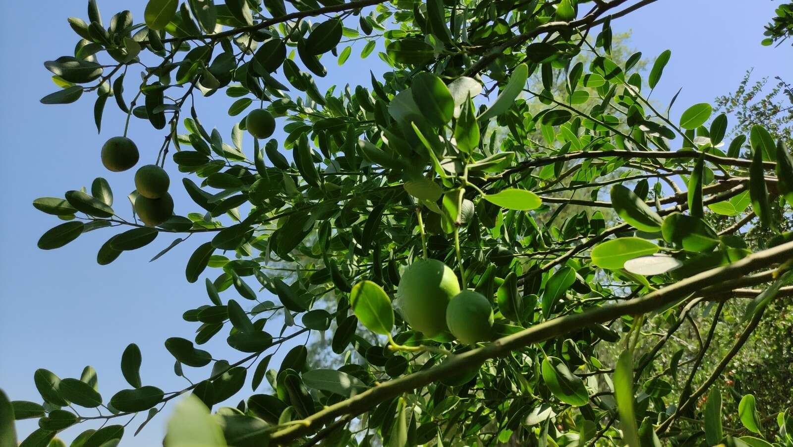 Image of Anisocapparis speciosa (Griseb.) Cornejo & Iltis