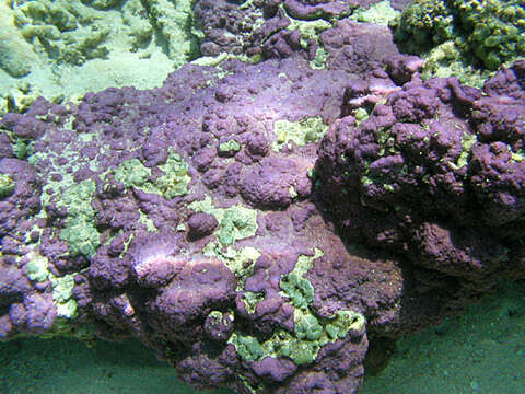 Image of montipora corals