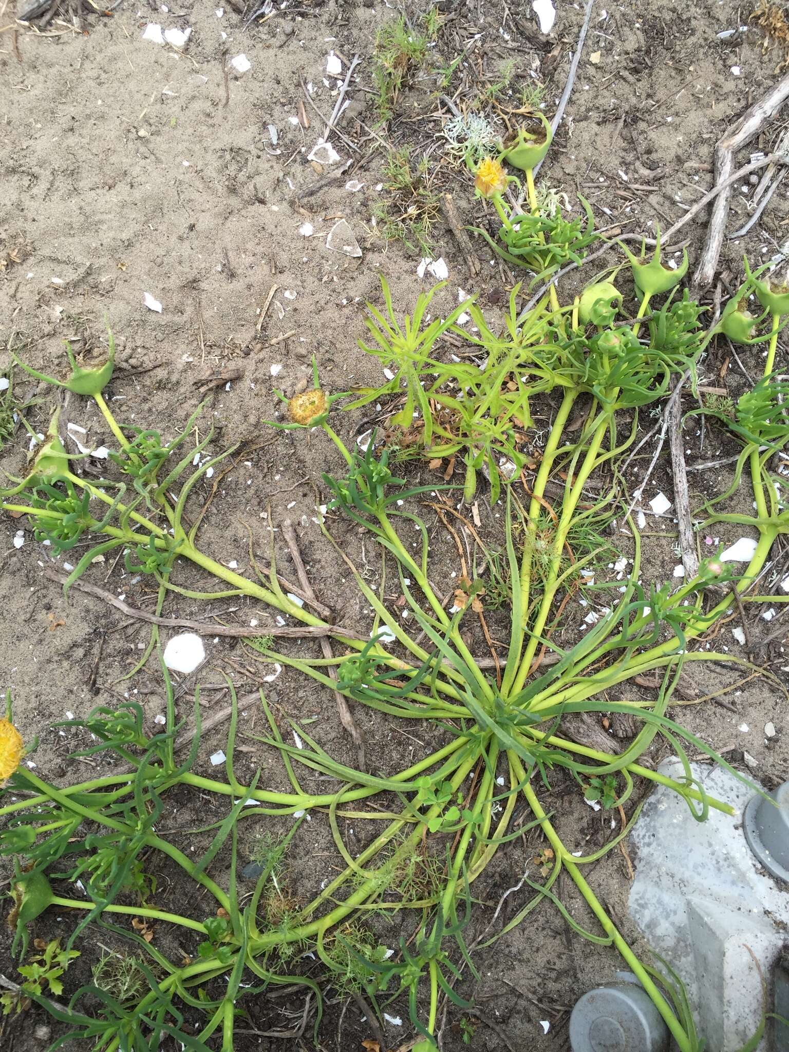 Image of narrow-leaved iceplant