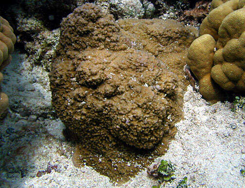 青灰表孔珊瑚的圖片