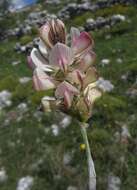 Слика од Onobrychis alba (Waldst. & Kit.) Desv.