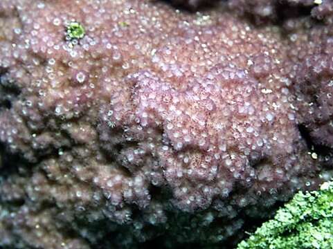 Image of montipora corals