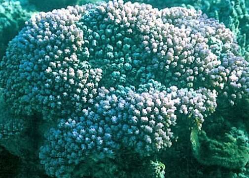 Image of montipora corals