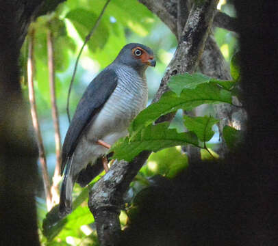 Image of Cryptic Forest Falcon