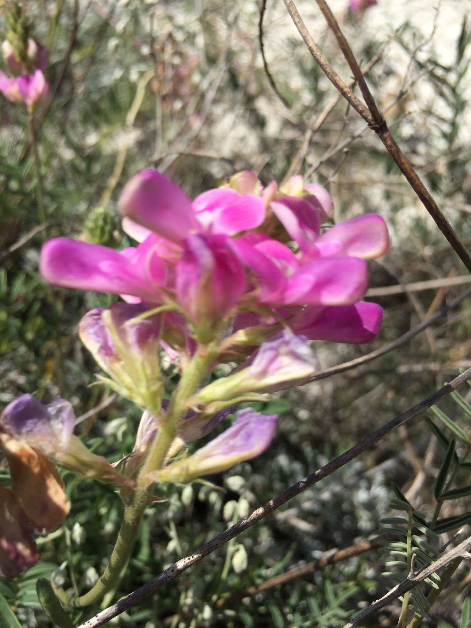 Image of Hedysarum ucrainicum Kaschm.