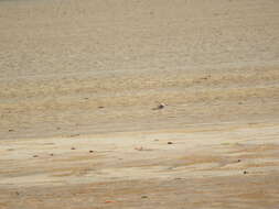 Image of Greater Sand Plover