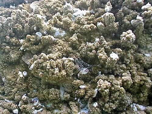 表孔珊瑚属的圖片