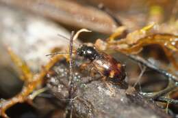 Image of Bembidion (Trepanes) articulatum (Panzer 1796)