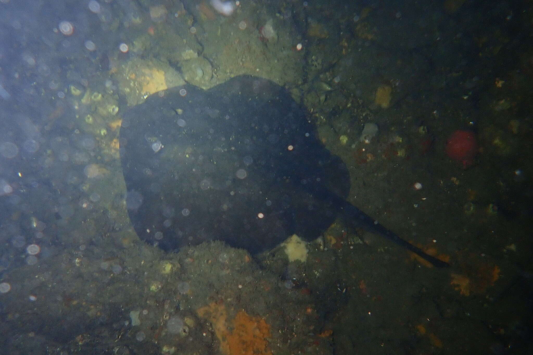 Image of Eastern Shovelnose Stingaree