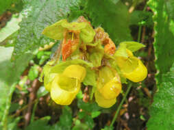 Image of Calceolaria perfoliata L. fil.