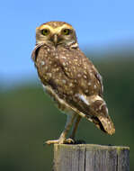 Image of Burrowing Owl