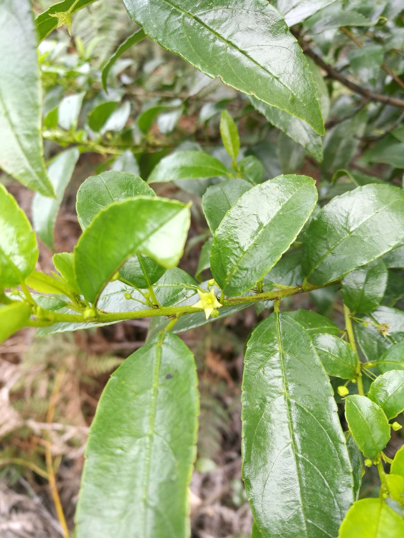 Image of schefflera