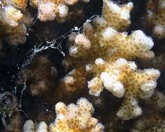 Image of Cauliflower Coral