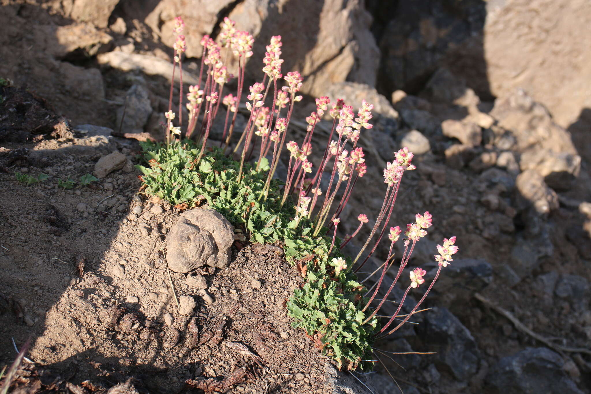 Image of alpine alumroot