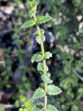 Image of Gonocarpus teucrioides DC.