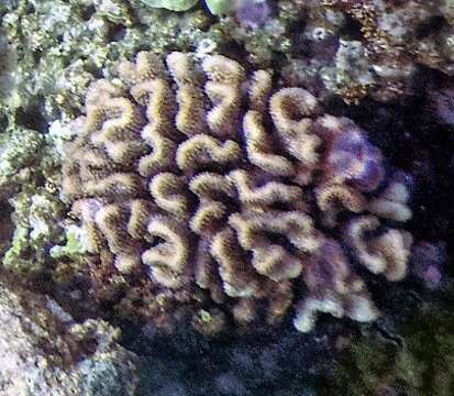 Image of Cauliflower corals