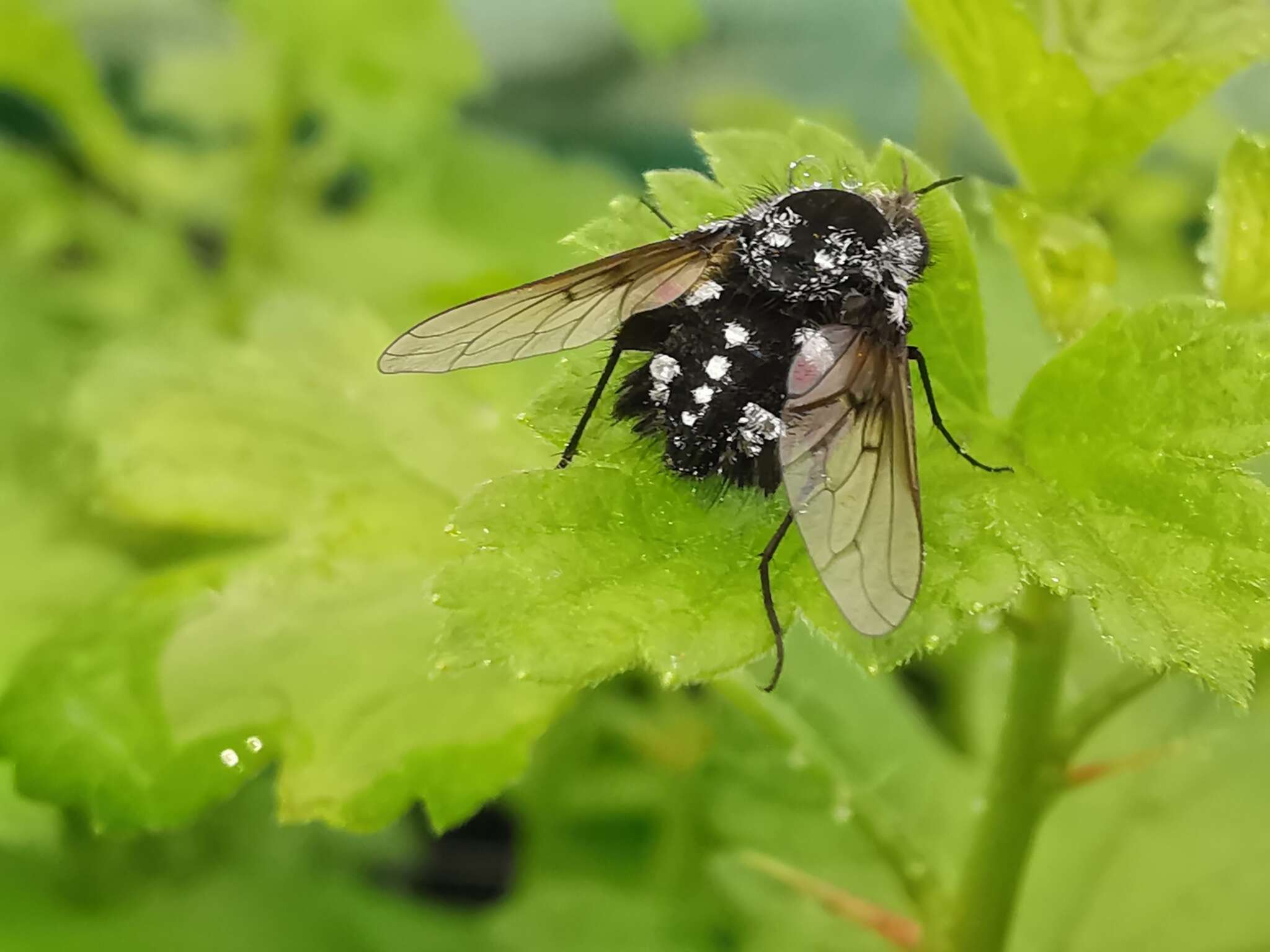 Image of Bombylella atra (Scopoli 1763)