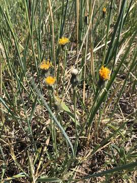 Image of Crepis crocea (Lam.) Babc.