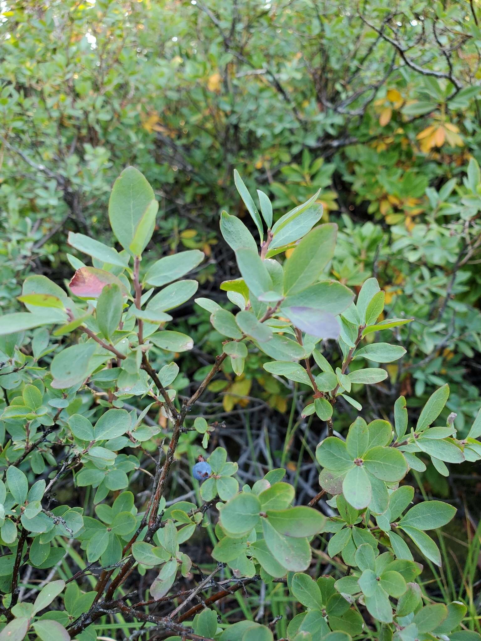 Plancia ëd Vaccinium uliginosum subsp. occidentale (A. Gray) Hulten