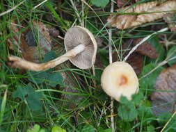 Image of veiled fairy cake