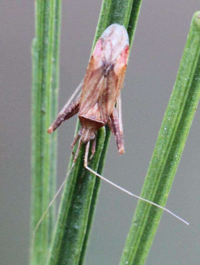 Image of Phytocoris