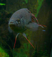 Macropodus erythropterus Freyhof & Herder 2002 resmi