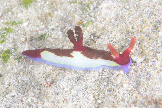 Image of Nembrotha chamberlaini Gosliner & Behrens 1997