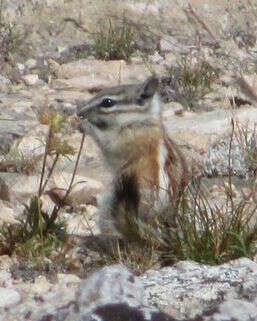 Image of Alpine Chipmunk