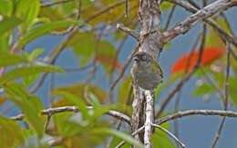 Image of Dusky Bush Tanager