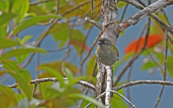 Image of Dusky Bush Tanager