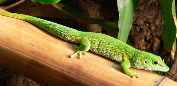 Phelsuma madagascariensis Gray 1831 resmi