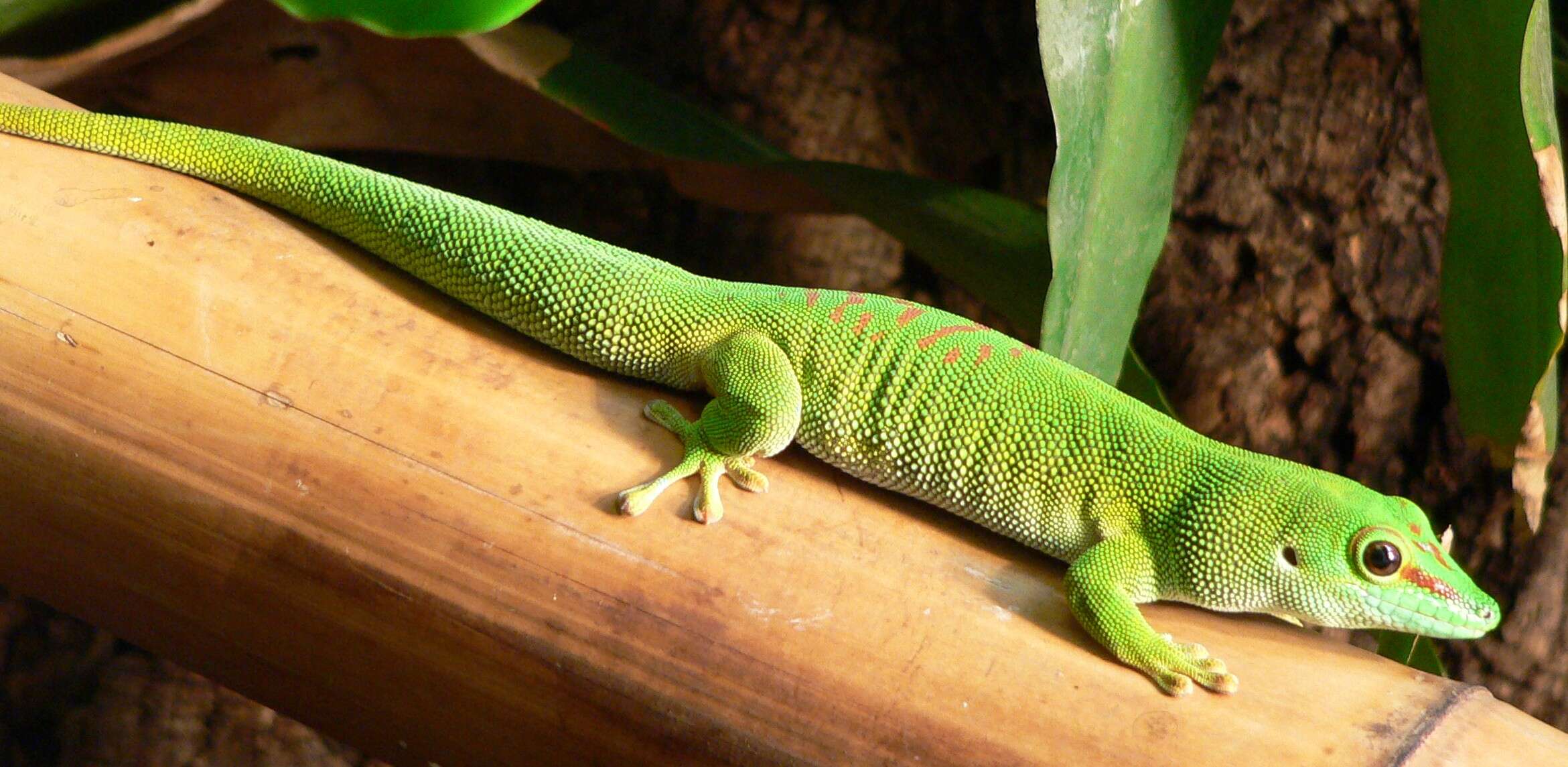 Plancia ëd Phelsuma madagascariensis Gray 1831