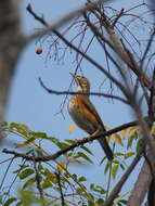 Imagem de Turdus hortulorum Sclater & PL 1863