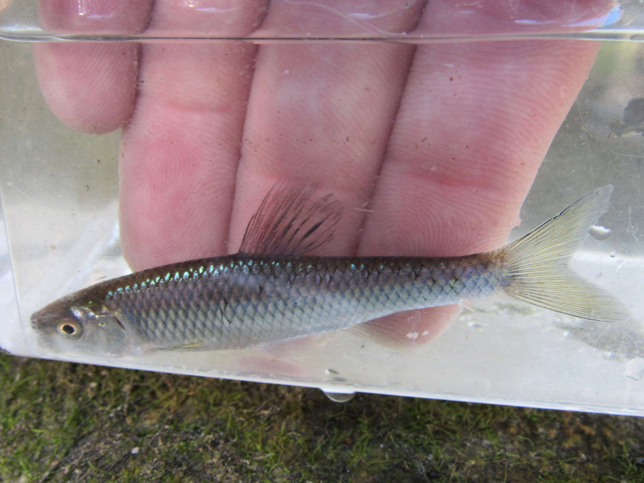 Image of Steelcolor Shiner