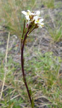 Image of Nuttall's rockcress